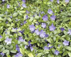 FLORASELF Kleine Maagdenpalm Vinca Minor Per 6 St