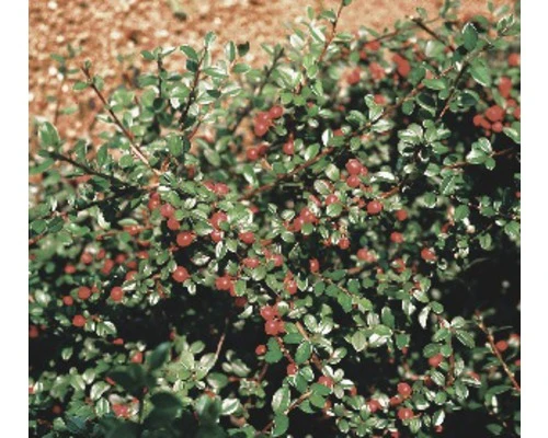 FLORASELF Dwergmispel Cotoneaster Dammeri Radicans Potmaat Ø 9 Cm H 10-15 Cm
