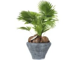 FLORASELF Waaierpalm Livistona Rotundifolia In Pot Potmaat Ø 26 Cm H 60-70 Cm