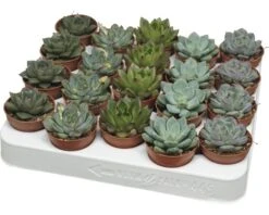 FLORASELF Echeveria-Cultivars Potmaat Ø 5,5 Cm H 8-10 Cm