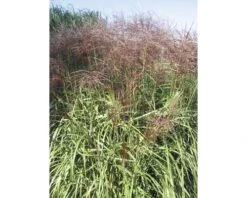 FLORASELF Prachtriet Miscanthus Sinensis 'Malepartus' Potmaat Ø 19 Cm H 20-100 Cm