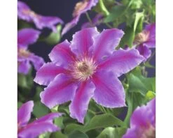 FLORASELF Klimplant Clematis Dr. Ruppel 2,3 L 53-70 Cm Roze