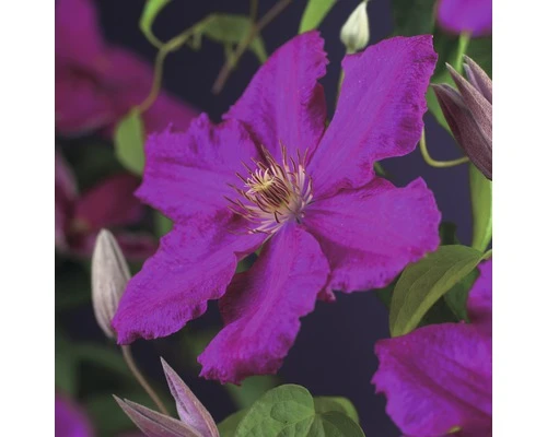 FLORASELF Klimplant Clematis Ernest Markham 2,3 L 53-70 Cm Rood