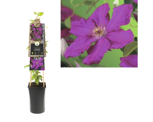 FLORASELF Klimplant Clematis Ernest Markham 2,3 L 53-70 Cm Rood - Afbeelding 2