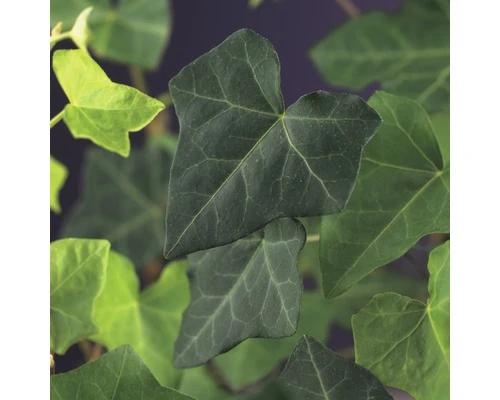 FLORASELF Klimplant Hedera Hibernica C4