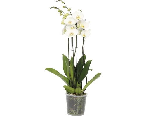 FLORASELF Orchidee Phalaenopsis Hybride Potmaat Ø 17 Cm H 70-80 Cm