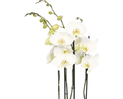 FLORASELF Orchidee Phalaenopsis Hybride Potmaat Ø 17 Cm H 70-80 Cm - Afbeelding 2