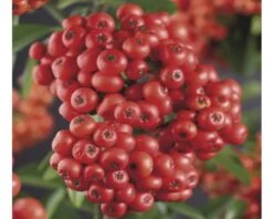 FLORASELF® Vuurdoorn Pyracantha 'mohave' Potmaat Ø16 Cm