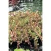 FLORASELF® Rotala Rotala Indica Wit Potmaat Ø 11 Cm