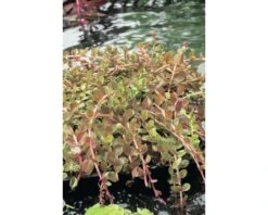 FLORASELF® Rotala Rotala Indica Wit Potmaat Ø 11 Cm