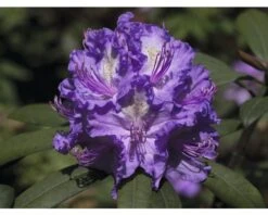 Rhododendron Rhododendron X Hybride 'Alfred' Potmaat Ø 26,0 Cm H 40-50 Cm