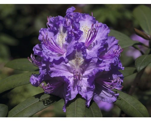 Rhododendron Rhododendron X Hybride 'Alfred' Potmaat Ø 26,0 Cm H 40-50 Cm