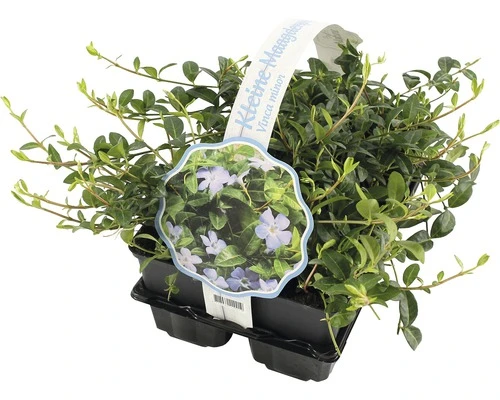 FLORASELF Kleine Maagdenpalm Vinca Minor Per 6 St - Afbeelding 2