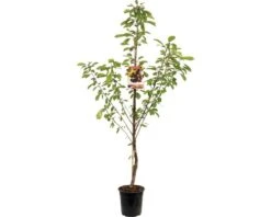 FLORASELF Kersenboom Prunus Avium Lapins Ø24 Cm Rood