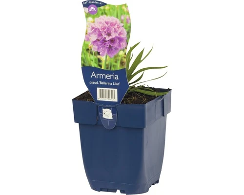FLORASELF Engels Gras Armeria Pseud. 'ballerina Lilac' Ø 11 Cm