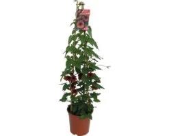 FLORASELF Suzanne Met De Mooie Ogen Thunbergia Alata Potmaat Ø 19 Cm H 70-75 Cm