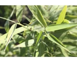 FLORASELF Bamboe Fargesia Murielae ‘Panda' Potmaat 15 L H 100-125 Cm