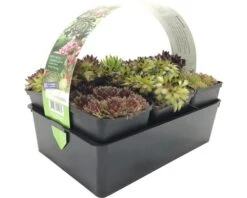 FLORASELF Rotsplant Sempervivum 6st