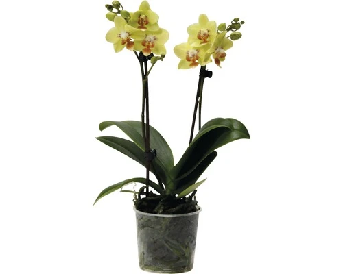 FLORASELF Vlinderorchidee Phalaenopsis-Cultivars Potmaat Ø 9.0 Cm H 35-45 Cm