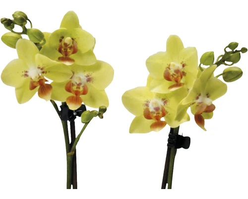 FLORASELF Vlinderorchidee Phalaenopsis-Cultivars Potmaat Ø 9.0 Cm H 35-45 Cm - Afbeelding 2