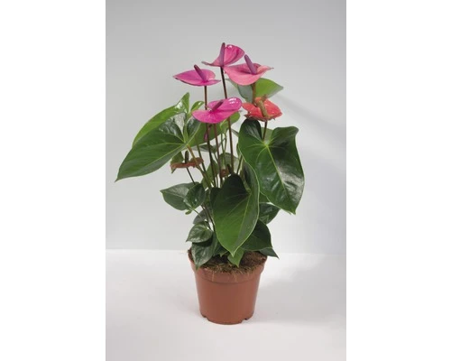 FLORASELF Flamingoplant Anthurium Andreanum 'Purple' Potmaat Ø 17.0 Cm H 55-60 Cm
