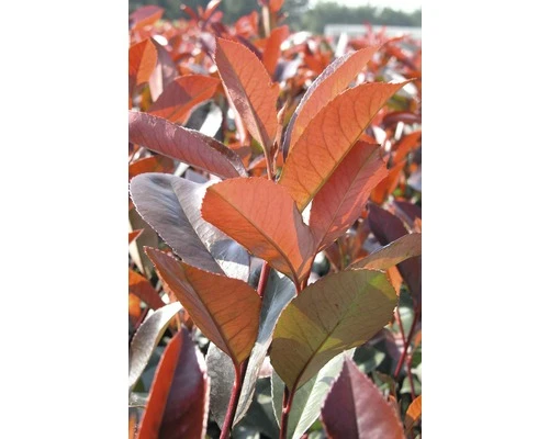 FLORASELF Glansmispel Photinia Fraseri 'Red Robin' Potmaat Ø 34,0 Cm H 100-125 Cm - Afbeelding 2