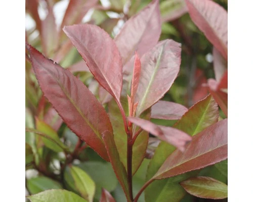 FLORASELF Glansmispel Photinia Fraseri 'Red Robin' Potmaat Ø 34,0 Cm H 100-125 Cm - Afbeelding 5