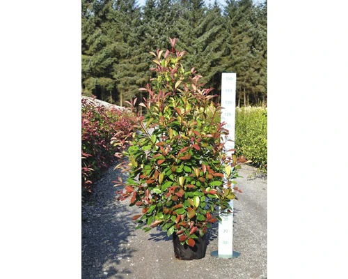 FLORASELF Glansmispel Photinia Fraseri 'Red Robin' Potmaat Ø 34,0 Cm H 100-125 Cm - Afbeelding 3