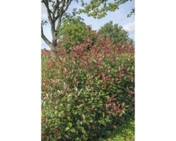 FLORASELF Glansmispel Photinia Fraseri 'Red Robin' Potmaat Ø 34,0 Cm H 100-125 Cm