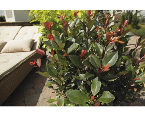 FLORASELF Glansmispel Photinia Fraseri 'Red Robin' Potmaat Ø 34,0 Cm H 100-125 Cm - Afbeelding 6