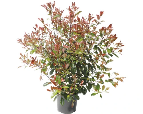 FLORASELF Glansmispel Photinia Fraseri 'Red Robin' Potmaat Ø 34,0 Cm H 100-125 Cm - Afbeelding 4