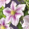 FLORASELF Bosrank Clematis X Hybride Patens 'Piilu' Potmaat Ø 16,0 Cm H 75-85 Cm