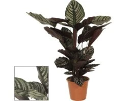 Marantaceae FloraSelf Calathea Ornata H 80-90 Cm Ø 19 Cm Pot