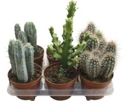 FLORASELF Cactus Mix Potmaat Ø 13,0 Cm H 15-20 Cm