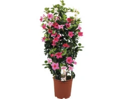 FLORASELF Chinese Jasmijn Dipladenia Mandevilla Potmaat Ø 21 Cm H 70 Cm