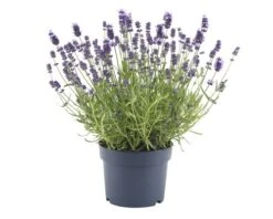 FLORASELF® Lavandula Angustifolia 'Felice'®