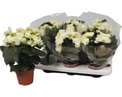 FLORASELF Begonia Bodinia Wit Ø14 Cm H40 Cm