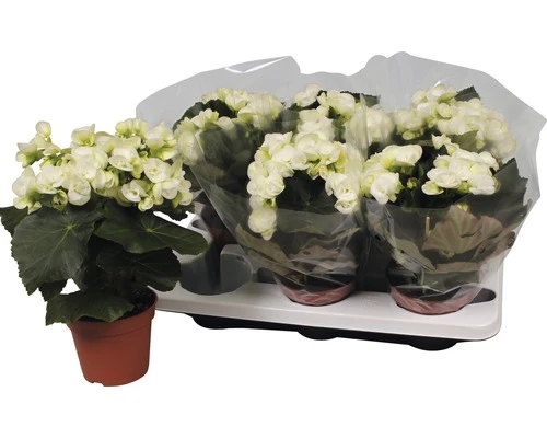 FLORASELF Begonia Bodinia Wit Ø14 Cm H40 Cm