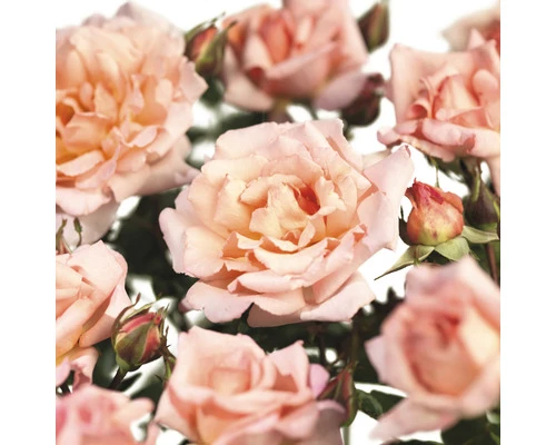 FLORASELF Klimroos Rosa 'Compassion' Potmaat Ø 18 Cm H 90-110 Cm