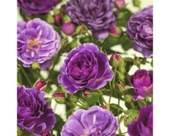 FLORASELF® Rozenstruik Rosa Minerva C5 Paars