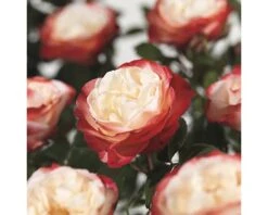 FLORASELF® Rozenstruik Rosa Nostalgie Rood-wit