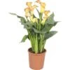 FLORASELF Calla Zantedeschia Potmaat Ø 13 Cm H 40-45 Cm