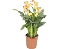 FLORASELF Calla Zantedeschia Potmaat Ø 13 Cm H 40-45 Cm
