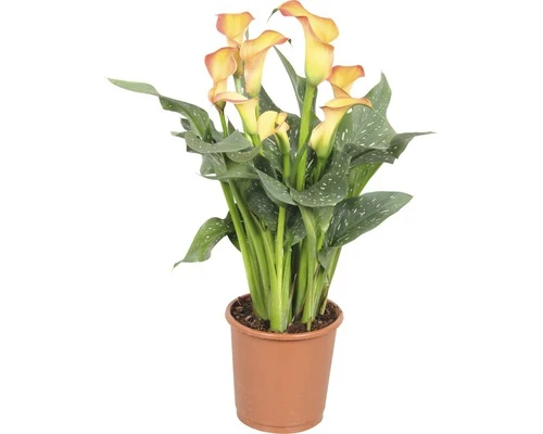 FLORASELF Calla Zantedeschia Potmaat Ø 13 Cm H 40-45 Cm
