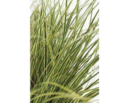 FLORASELF Zegge Carex Brunnea 'Variegata' Potmaat Ø 19 Cm H 10-20 Cm - Afbeelding 2