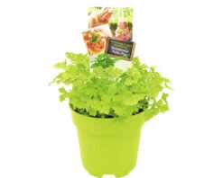 FLORASELF Bladpeterselie Petroselinum Crispum Neapolitanum Potmaat Ø 13,0 Cm H 5-15 Cm