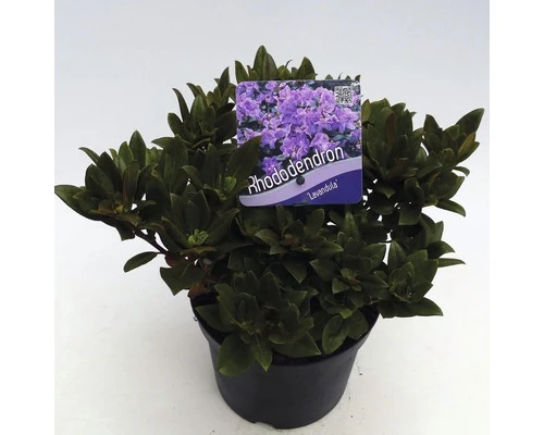 FLORASELF® Dwergrhododendron Rhododendron 'Lavendula' Potmaat Ø17 Cm
