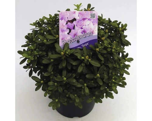 FLORASELF® Dwergrhododendron Rhododendron 'Snipe' Potmaat Ø17 Cm