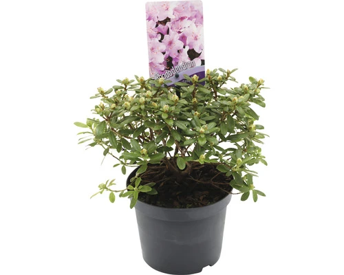 FLORASELF® Dwergrhododendron Rhododendron 'Snipe' Potmaat Ø17 Cm - Afbeelding 2