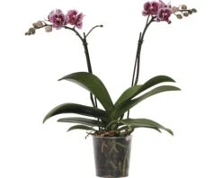 FLORASELF Vlinderorchidee Phalaenopsis-Cultivars Multiflower Potmaat ร 9 Cm H 30-40 Cm